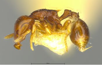 Media type: image;   Entomology 34921 Aspect: habitus lateral view